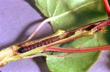 Image related to Hazelnut-Eyespotted bud moth