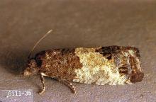 Image related to Hazelnut-Eyespotted bud moth