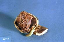 Image related to Hazelnut-Filbertworm