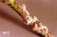 Image related to Hazelnut-Scale insect