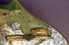 Image related to Holly (Ilex)-Holly leafminer