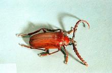 Image related to Hop-Prionus beetle