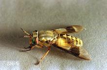 Image related to Horse-Biting fly