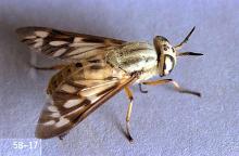 Image related to Horse-Biting fly