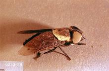 Image related to Horse-Biting fly