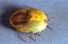 Image related to Horse-Tick