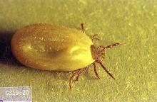 Image related to Horse-Tick