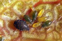 Image related to Kinnikinnick (Arctostaphylos)-Aphid