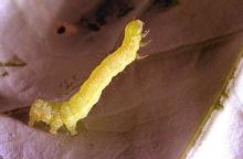 Image related to Kohlrabi-Armyworm and looper