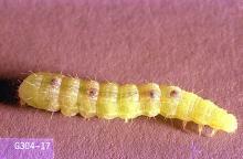 Image related to Kohlrabi-Armyworm and looper