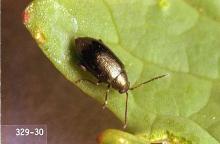 Image related to Kohlrabi-Flea beetle