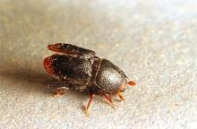 Image related to Landscape pests-Bark beetle