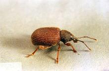 Image related to Landscape pests-Root weevil