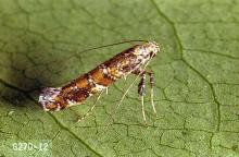 Image related to Lilac (Syringa)-Lilac leafminer