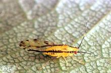 Image related to Linden (Tilia)-Aphid