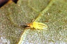 Image related to Linden (Tilia)-Aphid