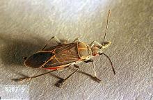 Image related to Maple (Acer)-Boxelder bug