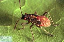 Image related to Maple (Acer)-Boxelder bug