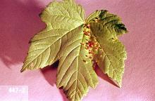 Image related to Maple (Acer)-Maple bladdergall mite