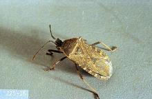 Image related to Melon (Cantaloupe, muskmelon, and watermelon)-Squash bug