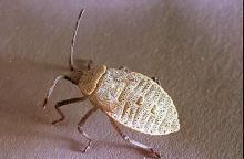 Image related to Melon (Cantaloupe, muskmelon, and watermelon)-Squash bug