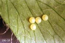 Image related to Mint-Alfalfa looper and cabbage looper