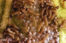 Image related to Mint-Armyworm and cutworm