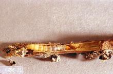 Image related to Mint-Mint root borer