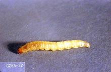 Image related to Mint-Mint root borer