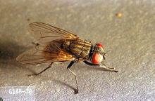 Image related to Mushroom-Mushroom fly