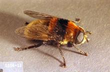 Image related to Narcissus (Narcissus)-Narcissus bulb fly