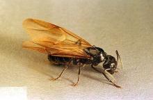 Image related to Nuisance and household pests-Ant