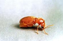 Image related to Nuisance and household pests-Cigarette beetle and drugstore beetle