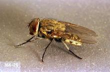 Image related to Nuisance and household pests-Cluster fly