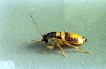 Image related to Nuisance and household pests-Cockroach