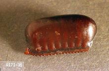 Image related to Nuisance and household pests-Cockroach