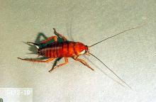 Image related to Nuisance and household pests-Cockroach