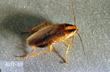 Image related to Nuisance and household pests-Cockroach