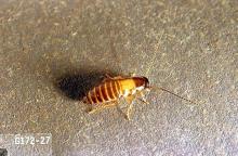 Image related to Nuisance and household pests-Cockroach