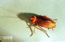 Image related to Nuisance and household pests-Cockroach