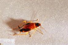 Image related to Nuisance and household pests-Cockroach