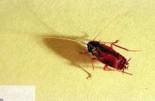 Image related to Nuisance and household pests-Cockroach