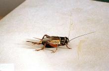 Image related to Nuisance and household pests-Cricket