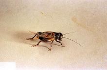 Image related to Nuisance and household pests-Cricket