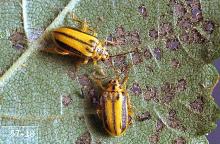 Image related to Nuisance and household pests-Elm leaf beetle