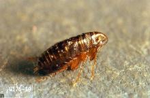 Image related to Nuisance and household pests-Flea