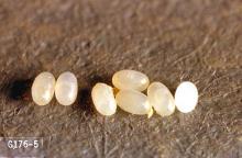 Image related to Nuisance and household pests-Flea