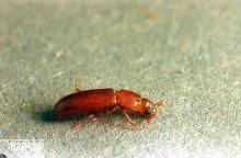 Image related to Nuisance and household pests-Flour beetle and mealworm