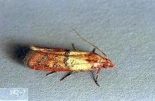 Image related to Nuisance and household pests-Flour moth