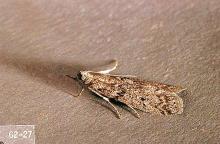 Image related to Nuisance and household pests-Flour moth